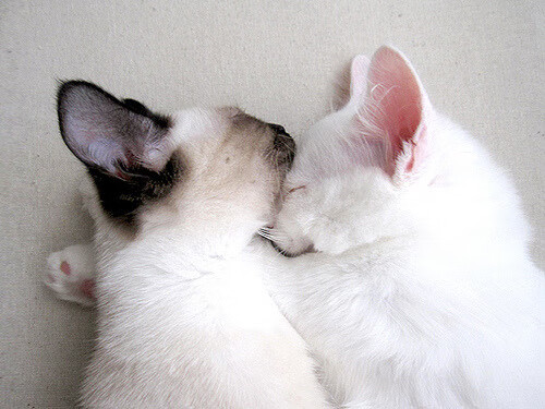 教科书与铁幕，奥利维耶的完美表现与阿森纳的防守艺术