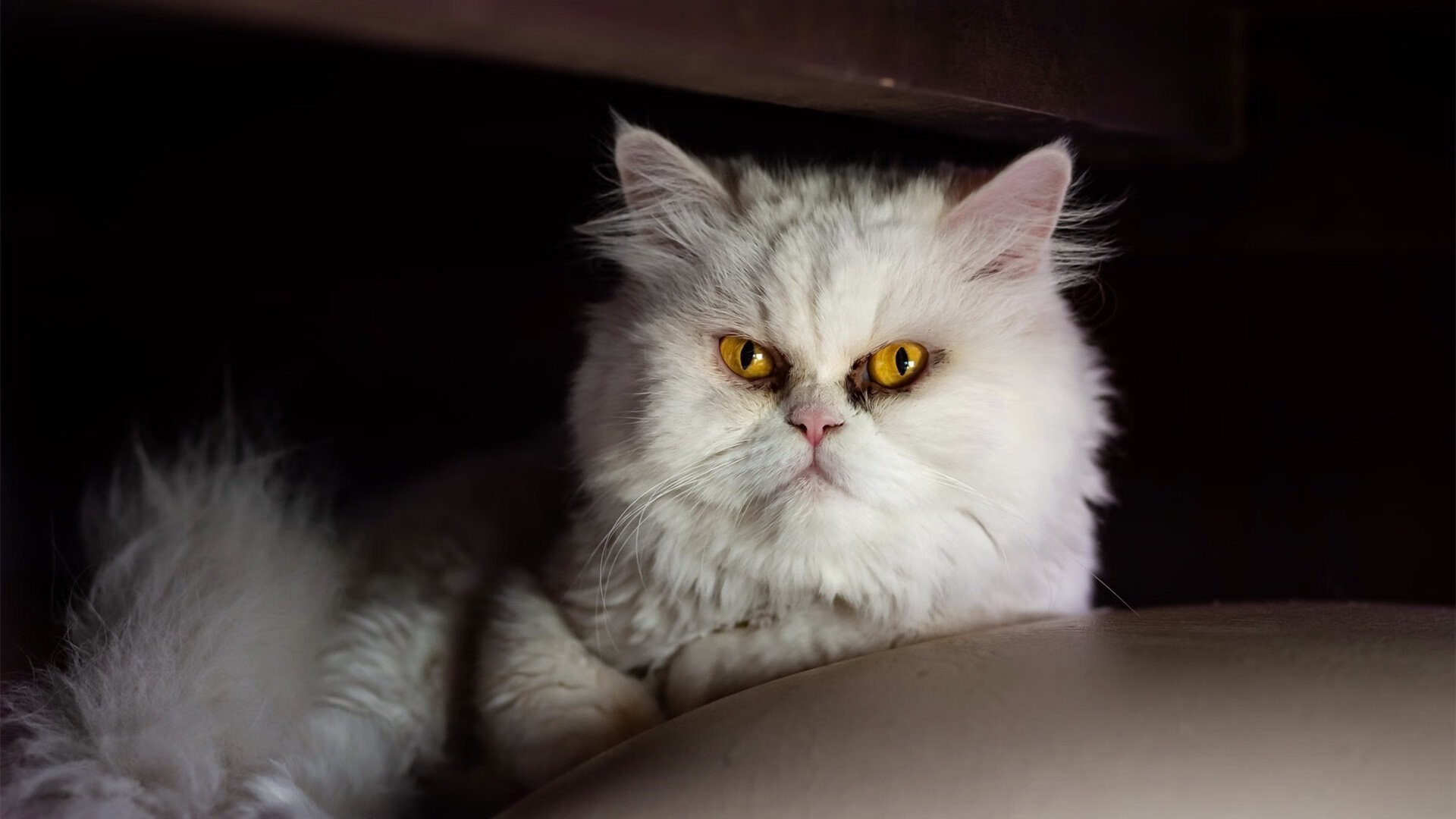 华体会体育-绝境中的桑巴之魂，戈麦斯加时赛封喉，巴西军团攻克莱比锡