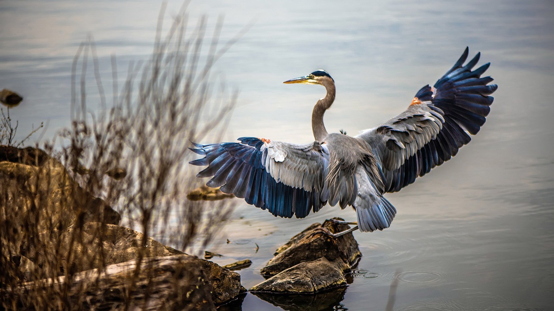 猎手与传奇,最后一颗心脏如何跳动